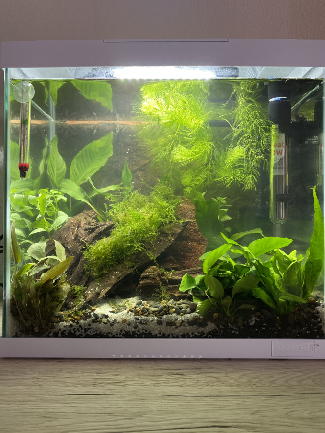 Ajout plantes Ajout de hygrophila polysperma. 
Ajout de ceratophyllum submersum pour tamiser la lumière et réduire le débit du filtre.