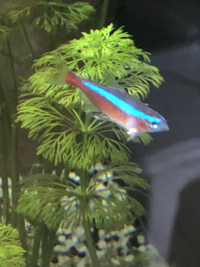 Photographie du post de Scouby 