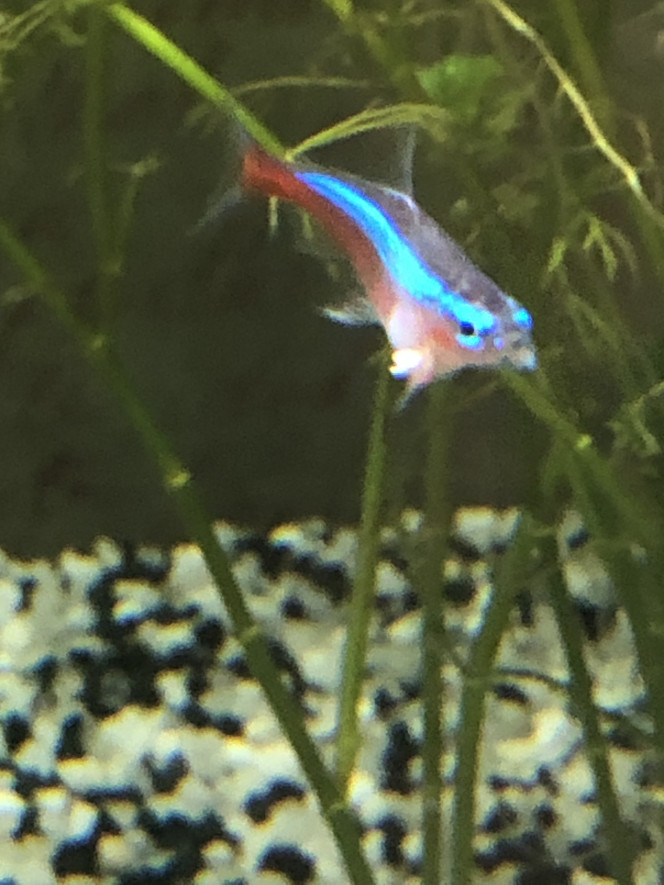 Photographie du post de Scouby 