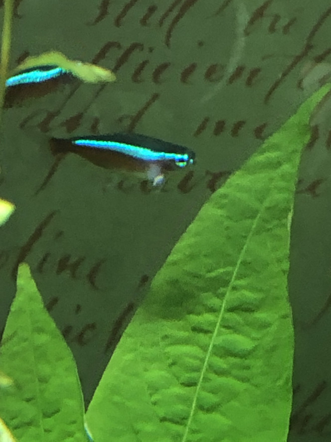 Photographie du post de Scouby 