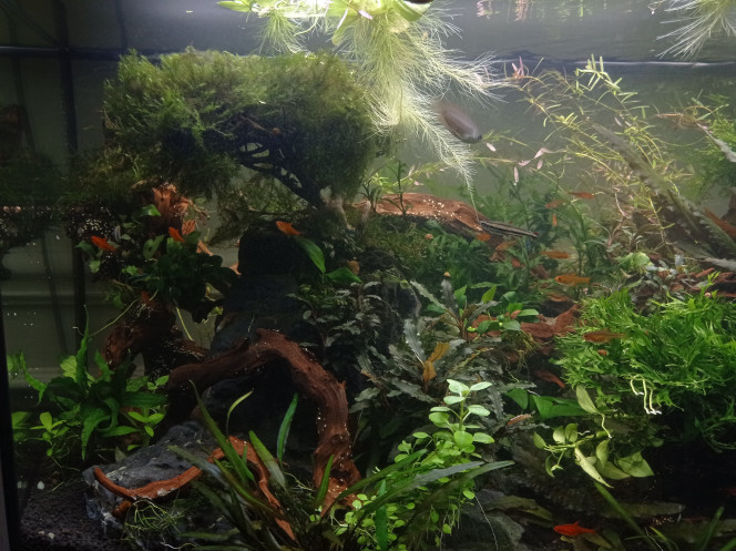 Coupe cpup dans la jungle Réorganisation des racines notamment suite à l arrachage du gros bouquet de rotala (pour attraper et donner le 2eme mâle chuna). 
Grosse galère pour bouturer la rotala avec le sol technique qui a bougé sur les sacs de pouzzo. Je cherche une idée pour bouquet "transportable".