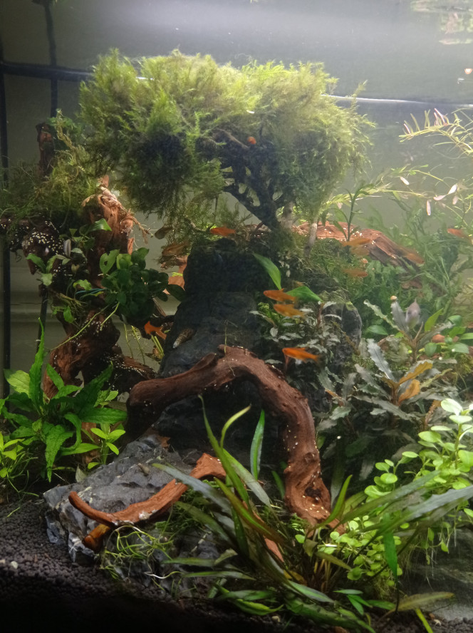 Coupe cpup dans la jungle Réorganisation des racines notamment suite à l arrachage du gros bouquet de rotala (pour attraper et donner le 2eme mâle chuna). 
Grosse galère pour bouturer la rotala avec le sol technique qui a bougé sur les sacs de pouzzo. Je cherche une idée pour bouquet "transportable".