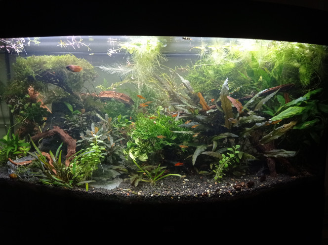 Coupe cpup dans la jungle Réorganisation des racines notamment suite à l arrachage du gros bouquet de rotala (pour attraper et donner le 2eme mâle chuna). 
Grosse galère pour bouturer la rotala avec le sol technique qui a bougé sur les sacs de pouzzo. Je cherche une idée pour bouquet "transportable".
