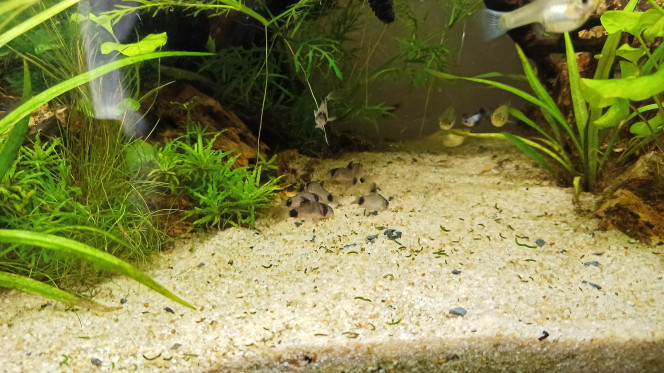 Arrivée des Corydoras Pandas Arrivée de 11 Corydoras Pandas !! J'en voulais 10 mais ils étaient 11 à l'animalerie, on ne sépare pas les copains ;)