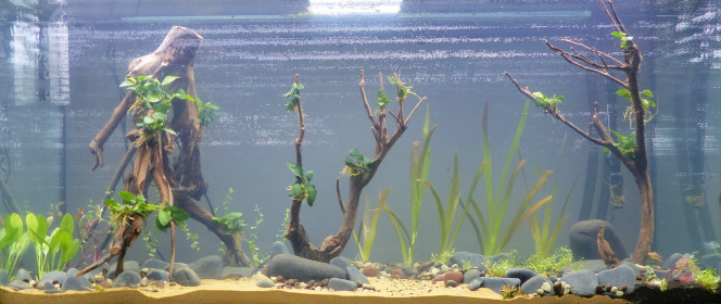 La plantaçiòn (Qualidad Floraquatic) Petit aperçu du bac une fois les plantes de ma commande Floraquatic disposées :

Arrière plan :

1. Rotala Yao Yai : Tiges un peu maigrichonnes, mais en bon état. J'ai bon espoir que ça prenne correctement.

2. Vallisneria Neotropicalis : Idem, je ne me fais pas trop de soucis pour elles, mais j'avoue que je ne les imaginais pas aussi larges ^^

Encore 2 emplacements possibles pour l'arrière plan. Idées bienvenue (tant qu'on parle de plantes qui supporteront 29°C)

Plantes intermédiaires : 

1. Alternanthera Rubra : Regardez-moi un peu ce massacre! Il ne reste plus que les tiges. Je suis furieux...

2. Echinodorus Green Flame : Etat plutôt correct. Je suis plutôt confiant.

3. Nymphaea Lotus Zenkeri : Oui, OK, ils avaient prévenu qu'ils vendaient uniquement des bulbes germés. Cependant, la fragilité des feuilles est à pleurer. Je ne suis pas convaincu qu'elle puisse reprendre.

Avant-plan : 

1. Echinodorus Tenellus var. Red : Très bonne qualité, rien à redire.

2. Glossostigma Elatinoides : Racines pourries. Prions pour leur salut...

Racines : 

1. Anubia Nana : Très bonne qualité, rien à redire. C'est juste dommage que Floraquatic ait oublié de me livrer mes 50€ de Microsorum Mini pour aller avec... (je vous laisse imaginer mon niveau de satisfaction...)