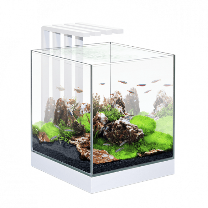 Nexus Pure 25L photo de l'aquarium que je souhaite acquérir prochainement, je ne sais toujours pas quoi mettre dedans :')