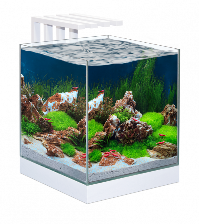 Nexus Pure 25L photo de l'aquarium que je souhaite acquérir prochainement, je ne sais toujours pas quoi mettre dedans :')
