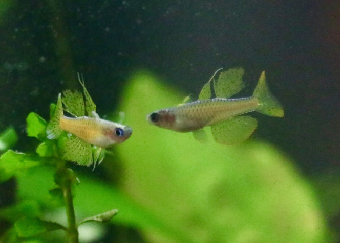 parade pseudomugils luminatus 