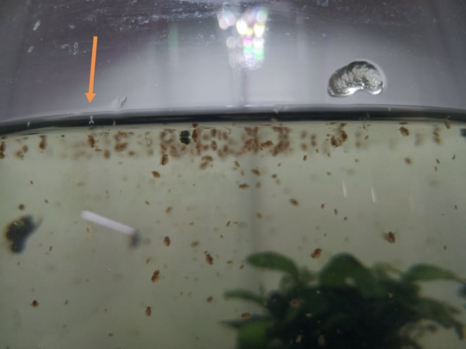 Photographie du post de Wakame 