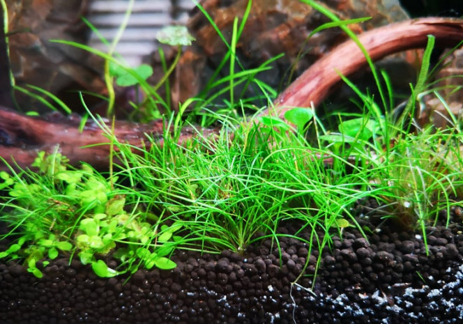 Photographie du post de Wakame 