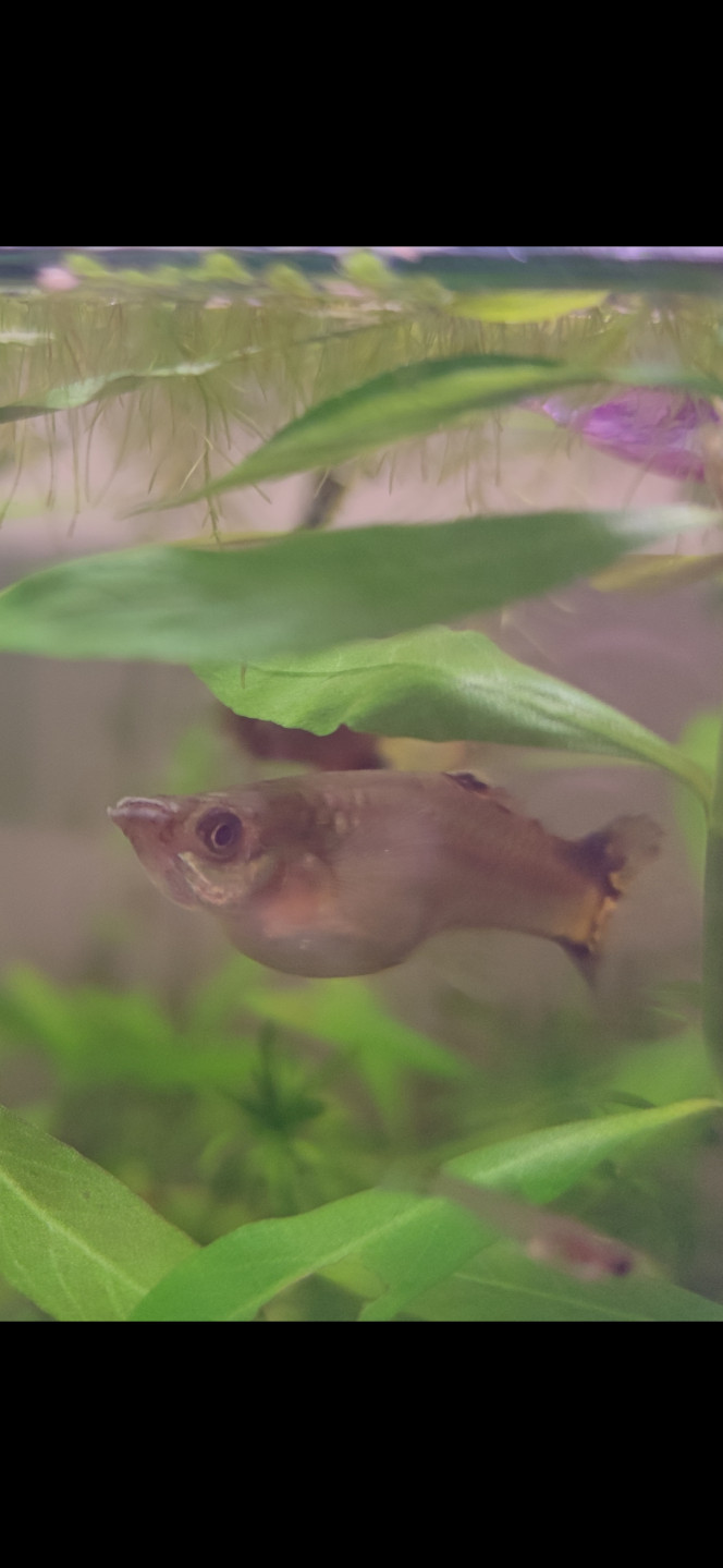Photographie du post de Ryuu 
