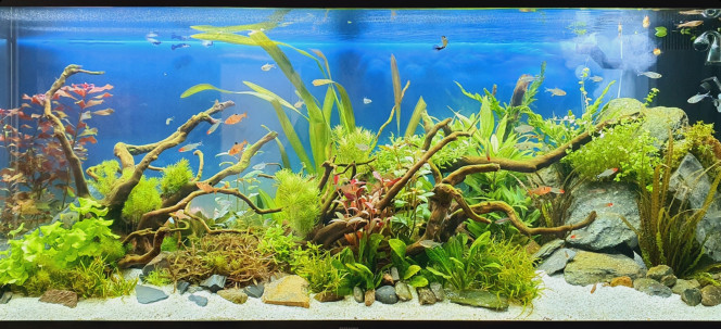 Aqua Nouvelle photo, avec les dernières plantes arrivées et plantées.