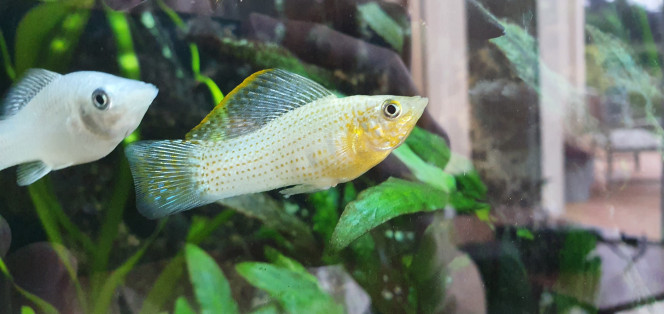 Molly male 
