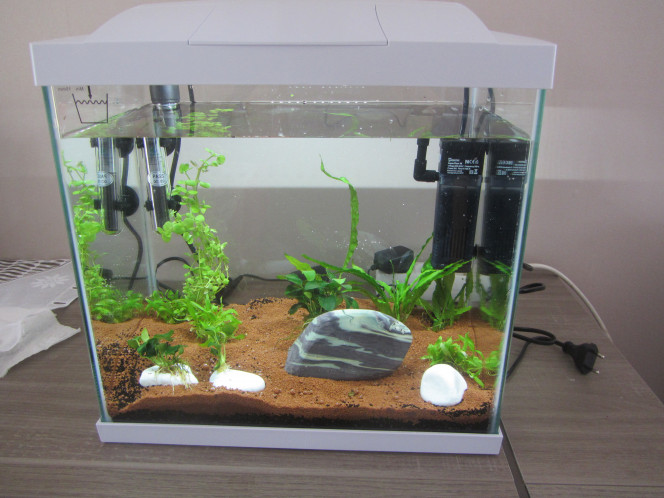 nano 25L Voici mon aquarium  mis en eau. Pour la pierre jaspée aucun souci de dureté. Je verrai dans quinze jours si mes galets ont fait monter la dureté de l' eau. plante utilisées: anubias nana petites, cryptocorines , microsorum pteropus et bacopa.