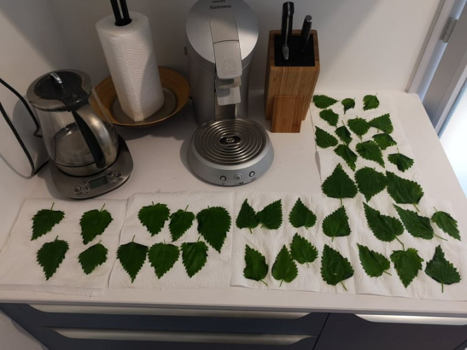 Photographie du post de Wakame 