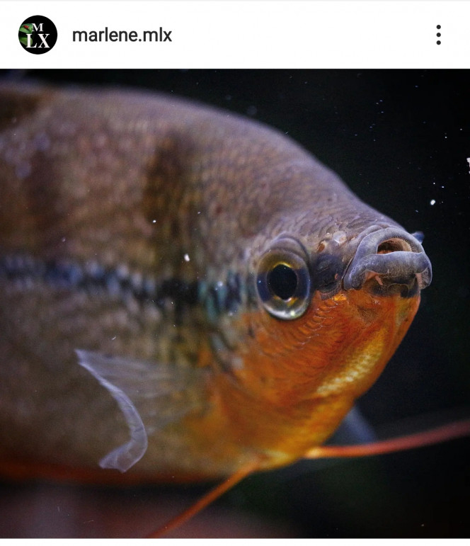Photographie du post de MarleneMLX 