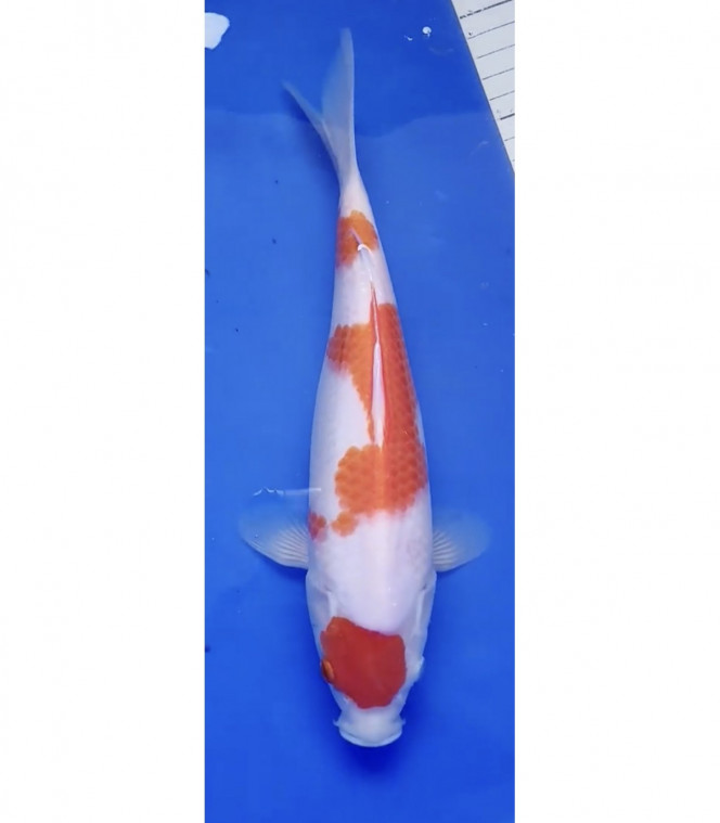 Nouvelle koi japon Maruten kohaku de 2 ans Koi de fond blanc avec tache rouge et maruten pour sa tache rouge sur la tête..