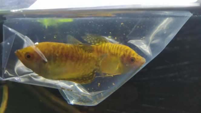 Ajout Gourami Gold Les petits nouveaux, qui sont parti se cacher aussitôt !