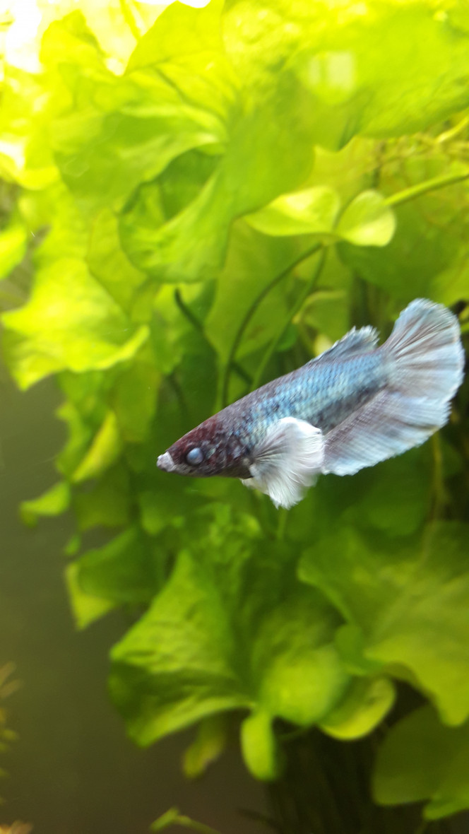 Betta aux yeux bleus Betta aux yeux bleus