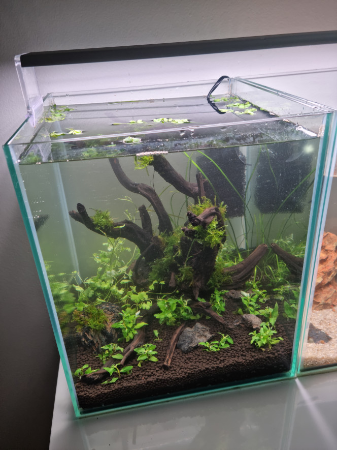 aqua sombre 20L Lancement de mon premier aquarium !