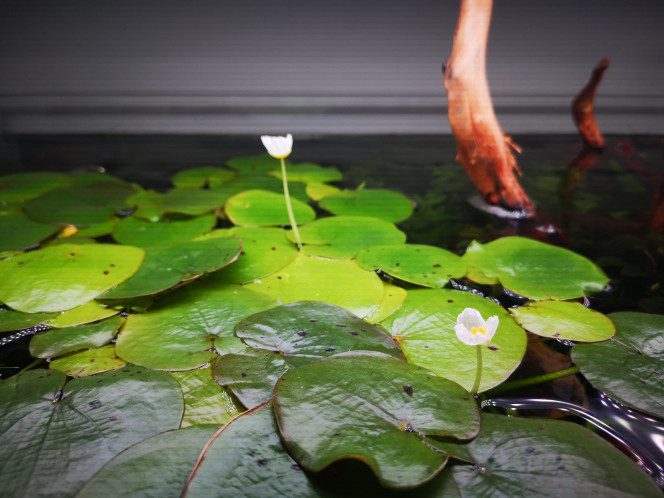 Photographie du post de Wakame 