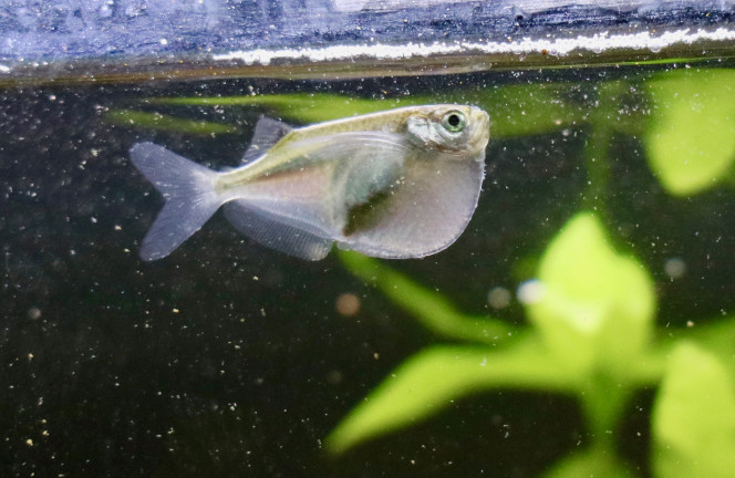 poisson hachette 
