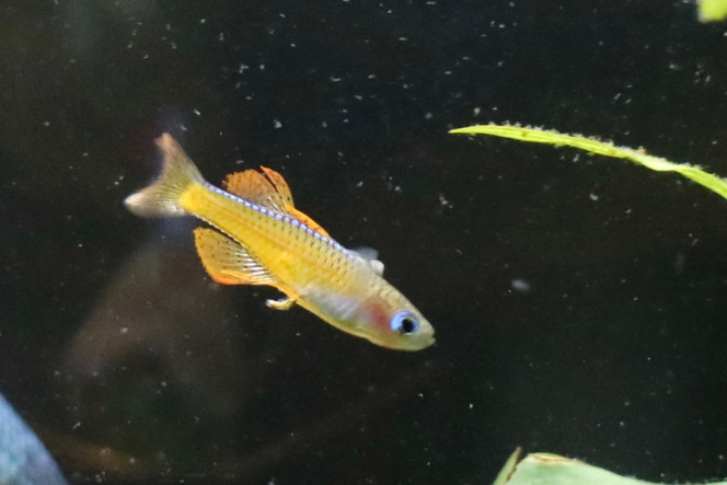 pseudomugil Paskai bien coloré Ils ont tous pris de la couleurs en 15 jours... un bonheur de les voir... mes poissons préférés sans conteste
