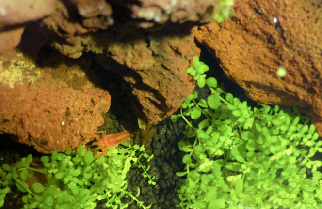 Déménagement Il aura fallu 6 mois à l'aqua-terrarium pour redescendre à un taux de phosphates mesurable par les tests. Il est désormais prêt à accueillir les quatre CPO qui patientaient dans le nano-cube. 2 copines sont venues agrandir le groupe. Je suis actuellement en pleine réflexion sur quels poissons pourraient venir les accompagner. J'ai 2 ou 3 idées grâce à (spécimen rarissime) une vendeuse de très bon conseil. Mais je les garde pour moi afin de vous laisser faire des propositions sans vous influencer... ;-)