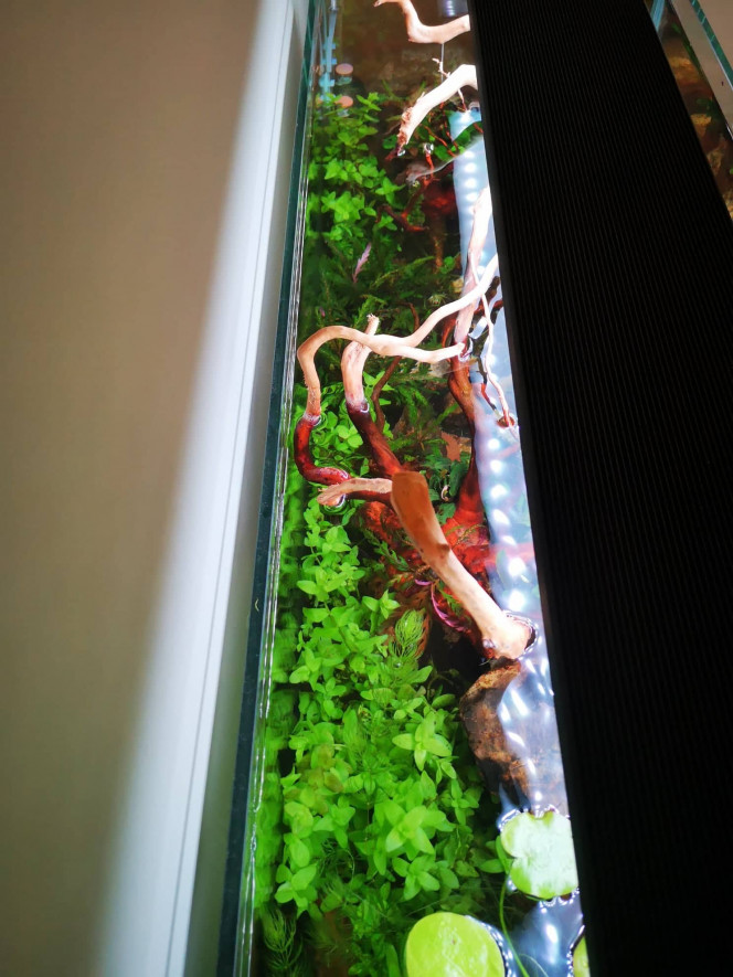 Photographie du post de Wakame 