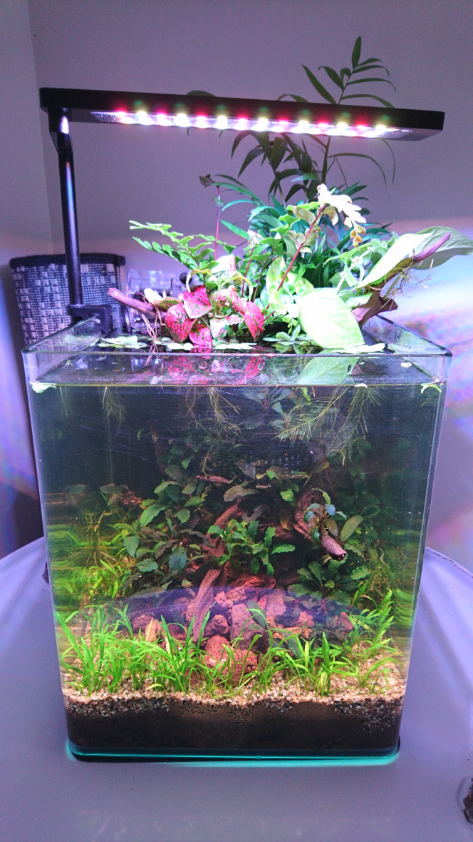 Test aquaponie On essaye l'aquaponie avec des plantes de terrarium ! (Et les palustres qui soit disant vont dans l'eau ?)

On verra si ca tiens... ?

Si certains ont crisé en voyant la photo et qu'il y a une giga erreur quelque part, ou des warning concernant la pratique, exprimez-vous, c'est fait pour :)