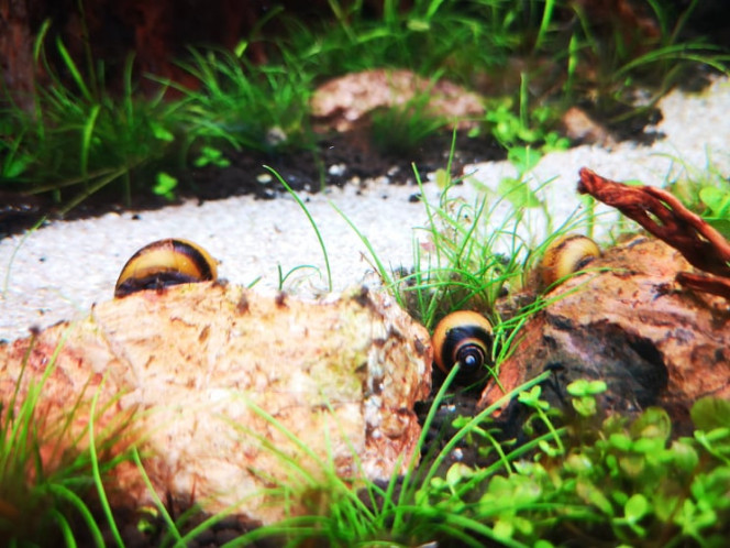 Photographie du post de Wakame 