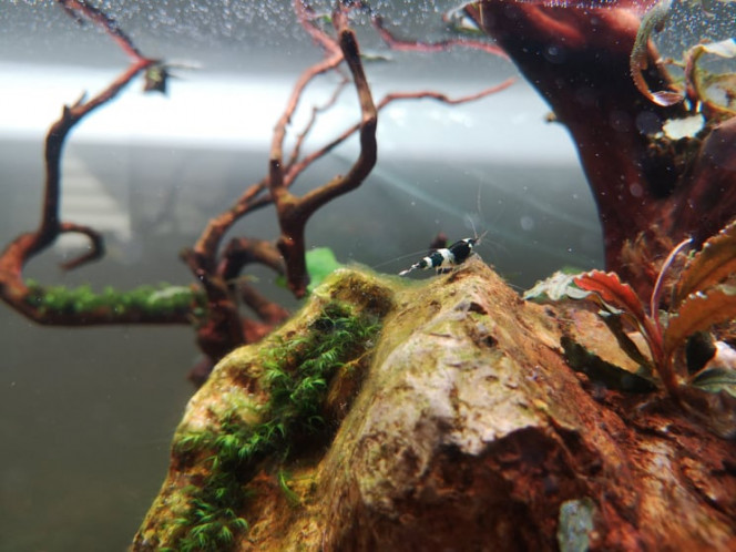 Caridina cantonensis taiwan bee black panda 