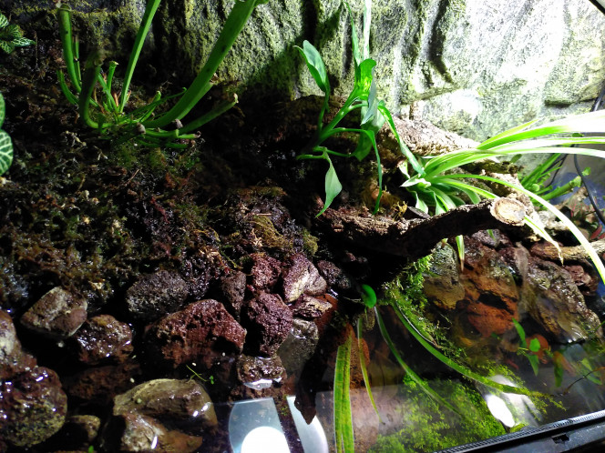 Vue d'ensemble Les dionées n'ont malheureusement pas survécu. Je pense que c'est principalement en raison d'un substrat beaucoup trop riche pour de la plante carnivore. Je réessaierai quand les phosphates auront suffisamment baissé.