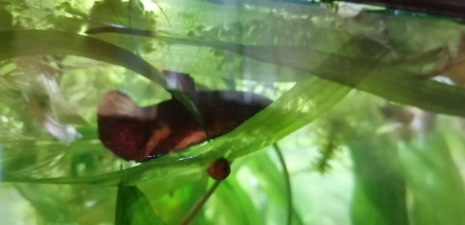 Photographie du post de Aquagarden83 