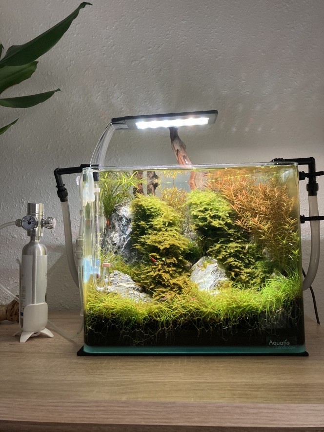  Évolution de mon Nano de 2 mois, avant entretient  ( diatomées en cours de traitement net amélioration).