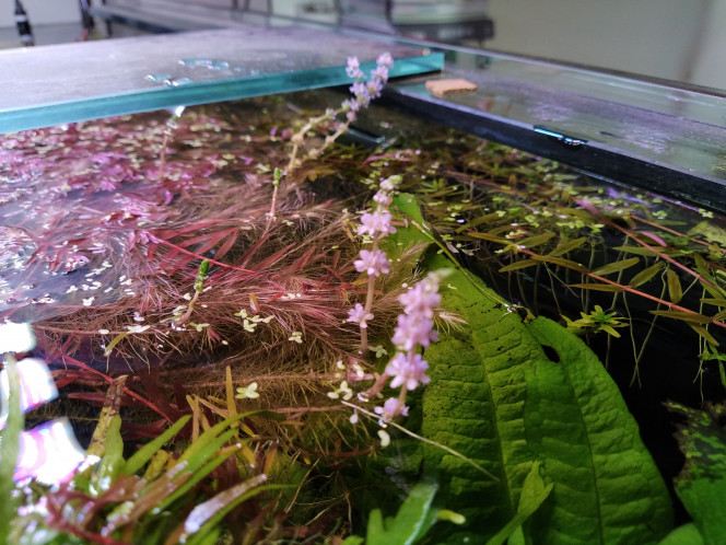 Fleurs de rotala wallichii 