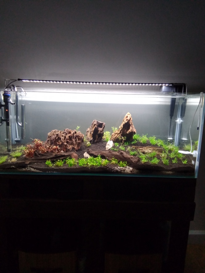  Nouveau hardscape pour mon 160. 1 et demi après j'ai décidé de refaire cette aquarium, avec l'idée de mélanger 2 styles, juste pour voir le rendu et m'amuser un peu. Mise en eau il y a une semaine, il n'aura pas de poisson tant que les gazonantes ne seront pas tapisser et que L'alternanthera n'est de relief
