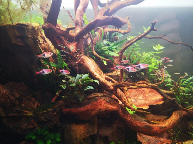 Photographie du post de Wakame 