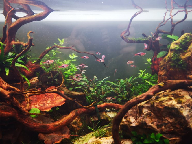 Photographie du post de Wakame 