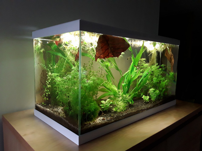  Après introduction de 3 crevettes supplémentaires, de catappa et un désalgage en règle, vue de l aquarium de la salle de bains