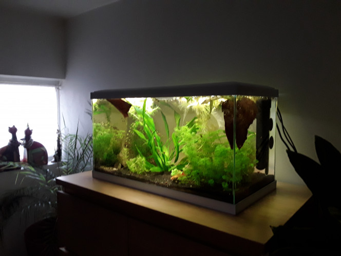  Après introduction de 3 crevettes supplémentaires, de catappa et un désalgage en règle, vue de l aquarium de la salle de bains