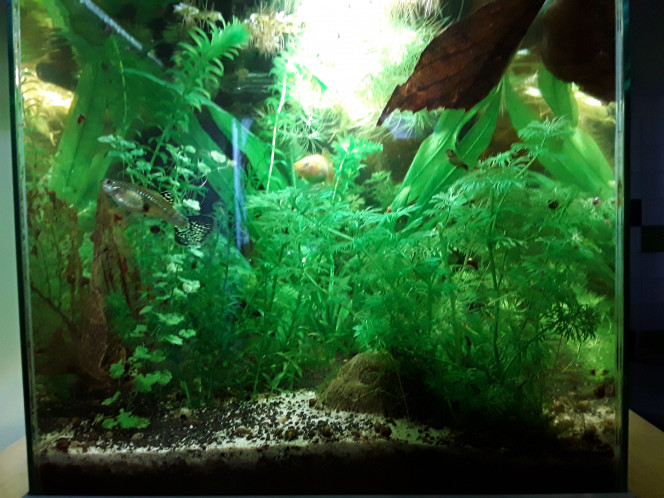 Après introduction de 3 crevettes supplémentaires, de catappa et un désalgage en règle, vue de l aquarium de la salle de bains