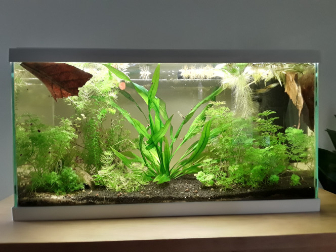  Après introduction de 3 crevettes supplémentaires, de catappa et un désalgage en règle, vue de l aquarium de la salle de bains