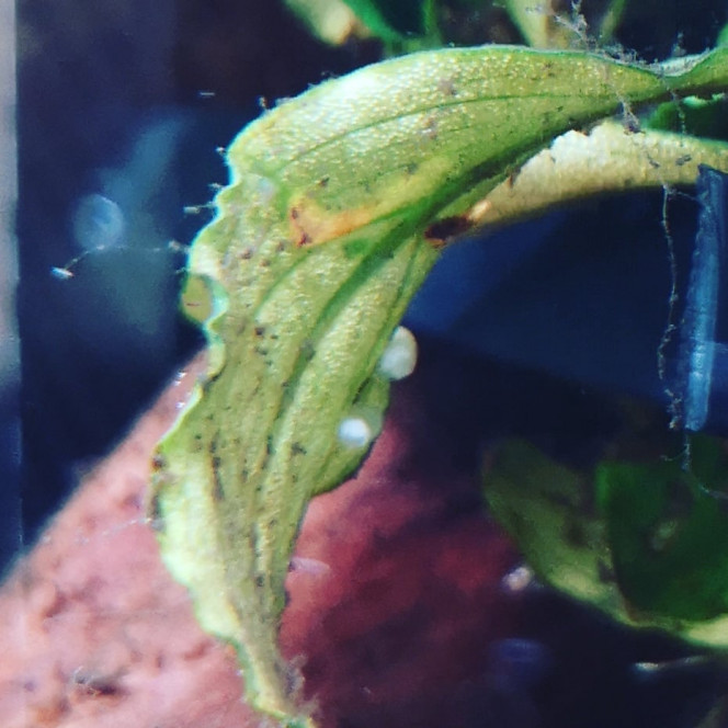 Photographie du post de Wakame 