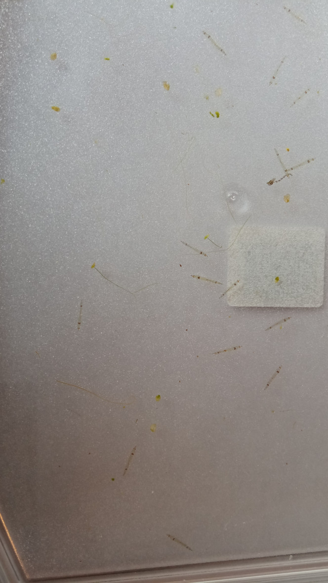Photographie du post de Artemis 