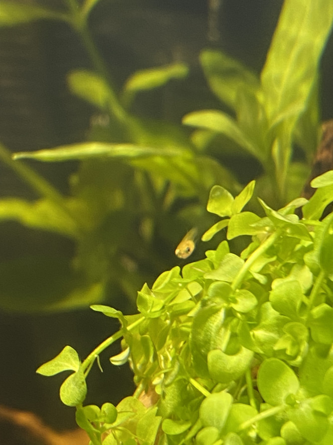 Naissance guppy X2