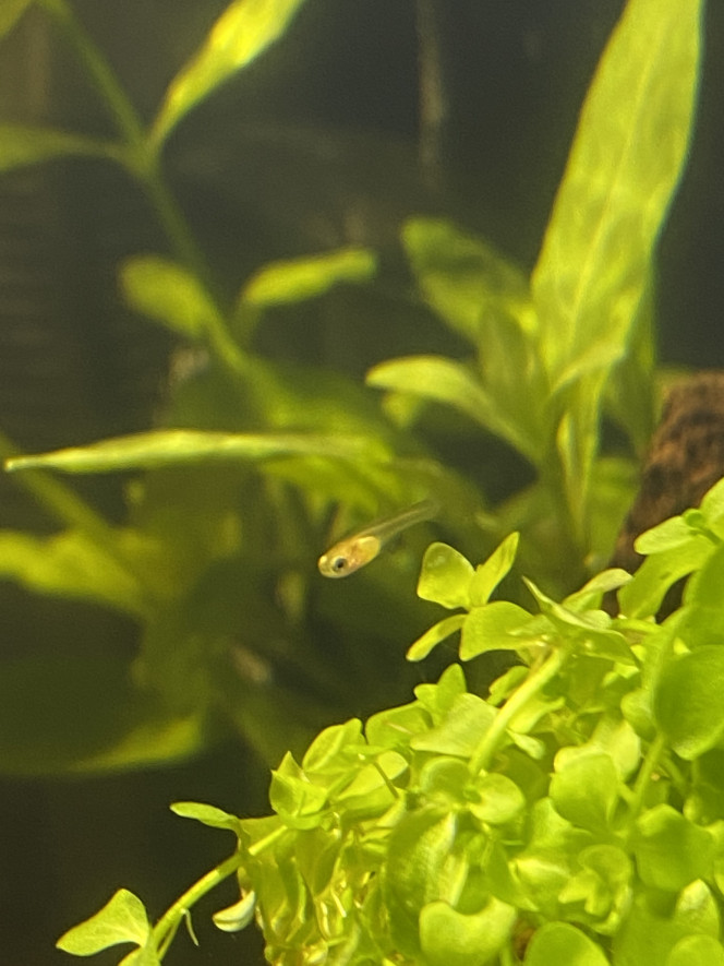 Naissance guppy X2