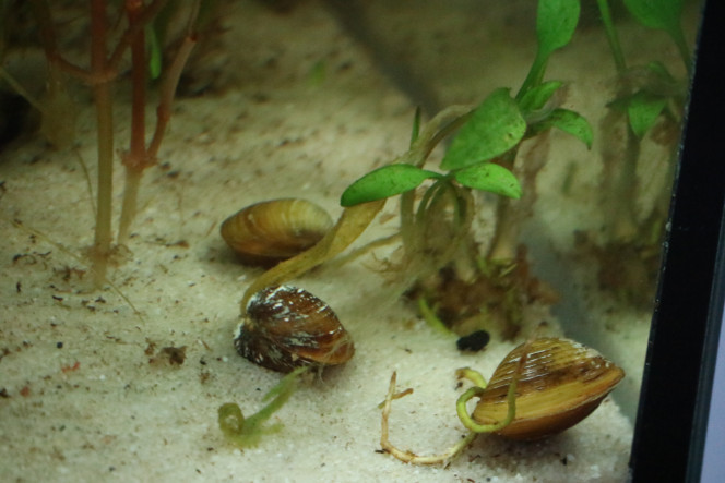 Corbinula javanicus En voici 3 ! mais pour le moment une seule s'est enfoncée dans le sable... Je me demande si les 2 autres sont vivantes...
