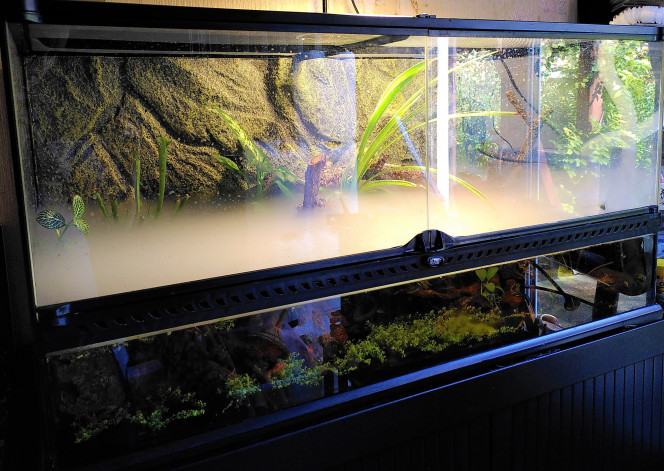 Les 6 CPO sont de sortie Première fois depuis leur introduction dans le terrarium que j'arrive à les voir toutes les 6 à la fois. Elles commencent à se sentir en confiance :-)

PS : Comme vous pourrez le constater, je suis preneur de tout conseil photographique pour éviter les reflets et pour améliorer la mise au point :-)