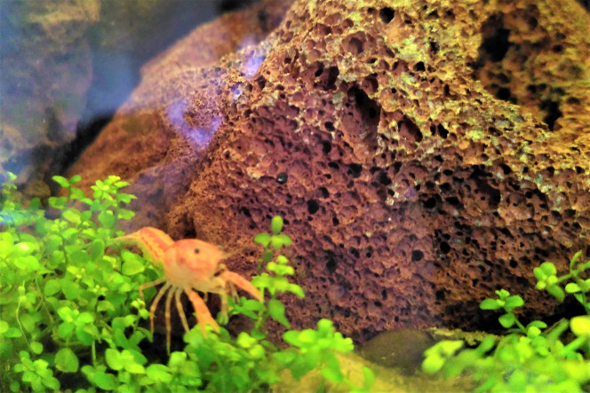Les 6 CPO sont de sortie Première fois depuis leur introduction dans le terrarium que j'arrive à les voir toutes les 6 à la fois. Elles commencent à se sentir en confiance :-)

PS : Comme vous pourrez le constater, je suis preneur de tout conseil photographique pour éviter les reflets et pour améliorer la mise au point :-)
